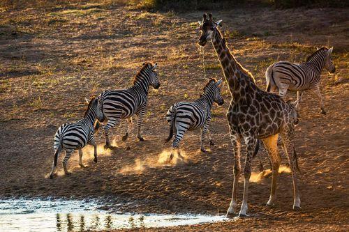 Day 8:Northern Serengeti National Park
