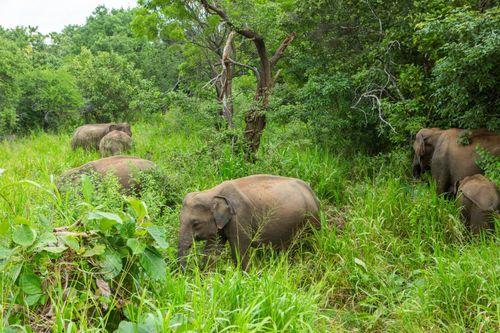 Day 2: An Exclusive Safari Retreat in Habarana