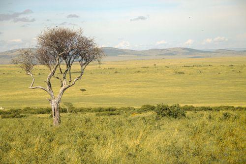 Day 5: Lake Nakuru National Park - Maasai Mara
