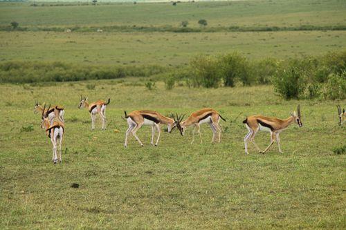 Day 6: Full day in the Masai Mara National Reserve