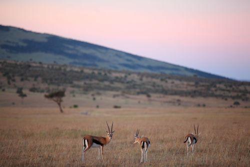 Day 4: Lake Nakuru to Maasai Mara National Reserve