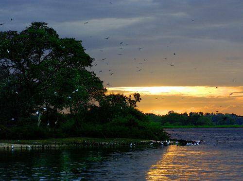 Day 5: Explore Bundala and Yala National Parks for Birds, Elephants and Wildlife