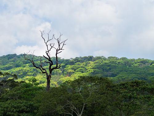 Day 7: Elephant Transit Centre and Sinharaja Rainforest Adventure