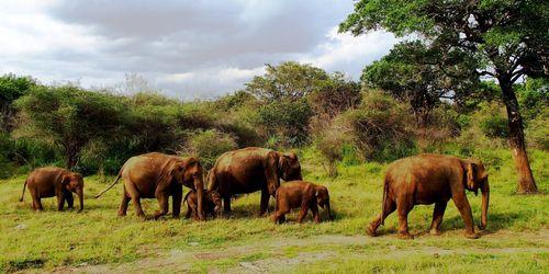 Day 2: Habarana Adventure and Minneriya Safari