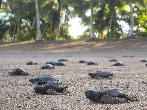 Day 9: Coastal Retreats and Turtle Encounters in Bentota