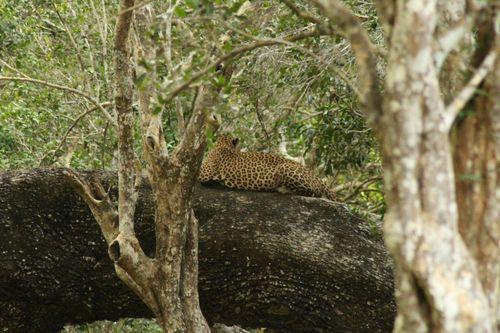 Day 11: Evening Safari Adventure in Yala National Park