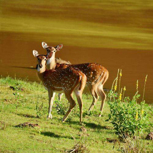 Day 9: Luxury Leopard Safari Experience in Yala