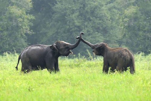 Day 2: Exclusive Elephant Safari Experience in Minneriya