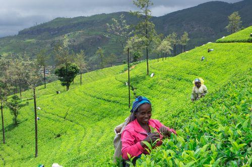 Day 7: Luxury Tea Plantation Experience in Nuwara Eliya