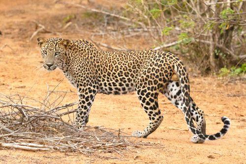Day 9: Explore Yala in Style