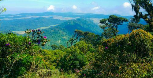 Day 8: Horton Plains Trek and Moon Plains Views