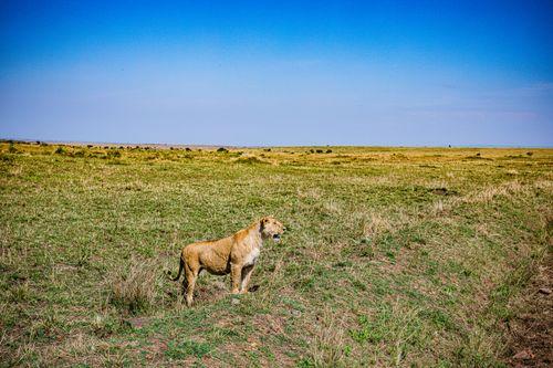 Day 2: Full-Day Game Drives in Masai Mara – See the Big Five and Witness the Great Migration