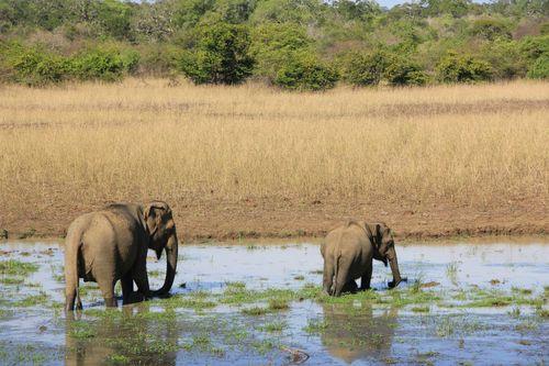 Day 2: Explore the Hidden Beauty of Wilpattu National Park