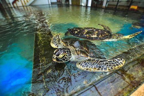 Day 12: Galle Dutch Fort and Kosgoda Turtle Hatchery Visit