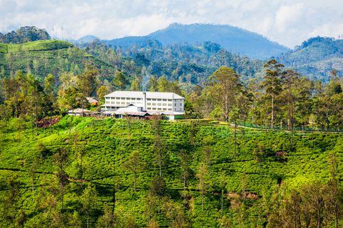 Day 8: Scenic Luxury Train Journey Through Sri Lanka Hills