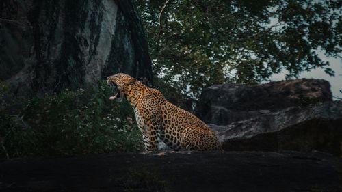 Day 3: Wildlife Safari Adventure in Wilpattu National Park
