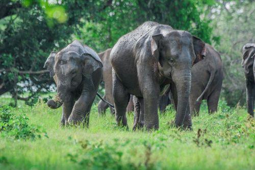 Day 2: Witness Sri Lanka’s Famous Elephant Gathering at Minneriya National Park