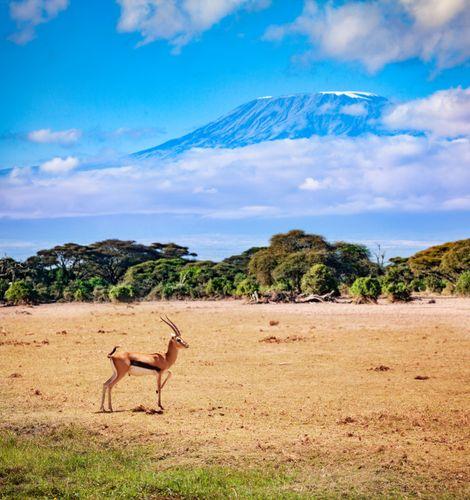 Day 2: Full Day Amboseli