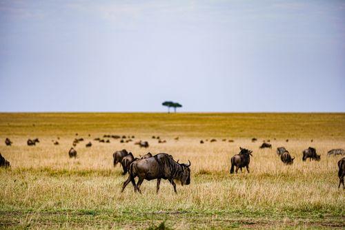 Day 7: Isebania - Northern Serengeti National Park