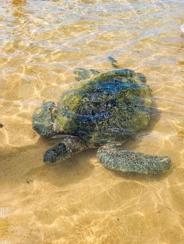 Day 5: Snorkeling and Diving Adventure in Unawatuna and Weligama